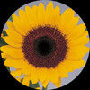 joyfulthings4u